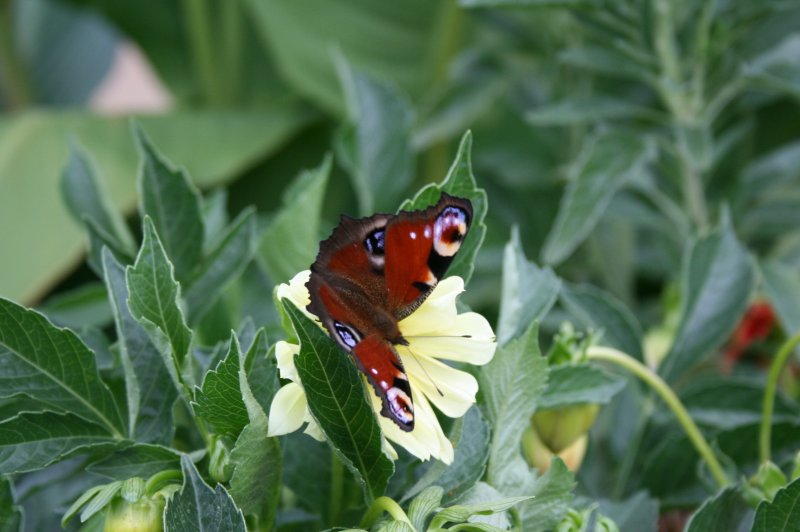 Papillon Paon du jour sur Dalhia.Gerard Huet